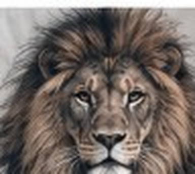 Original photo of a lion